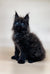 Fluffy black Maine Coon kitten with bright blue eyes and pointed ears