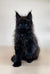 Black fluffy Maine Coon kitten with pointed ears sitting upright