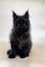 Fluffy black Maine Coon kitten with blue eyes and pointed ears for Smile product