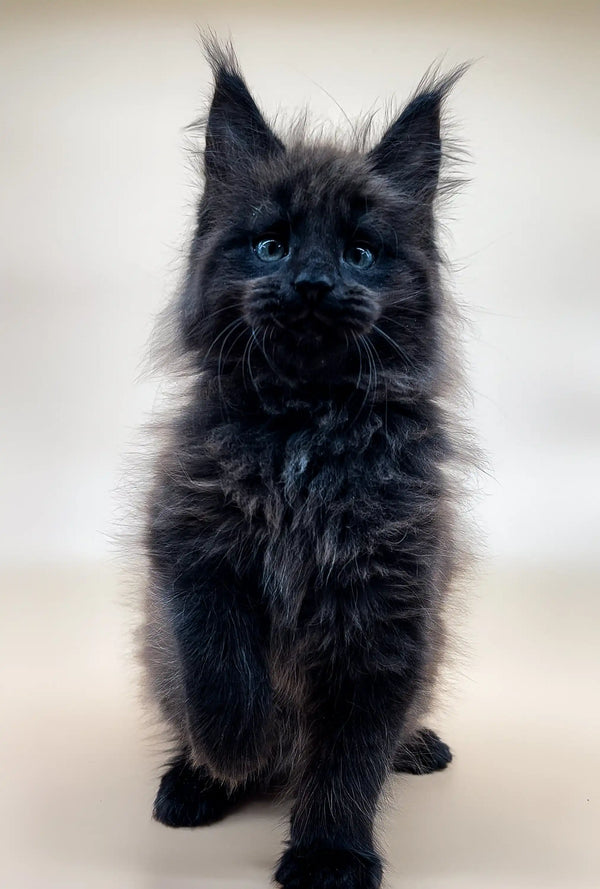 Fluffy Maine Coon kitten with blue eyes and cute ear tufts, perfect for cuddles