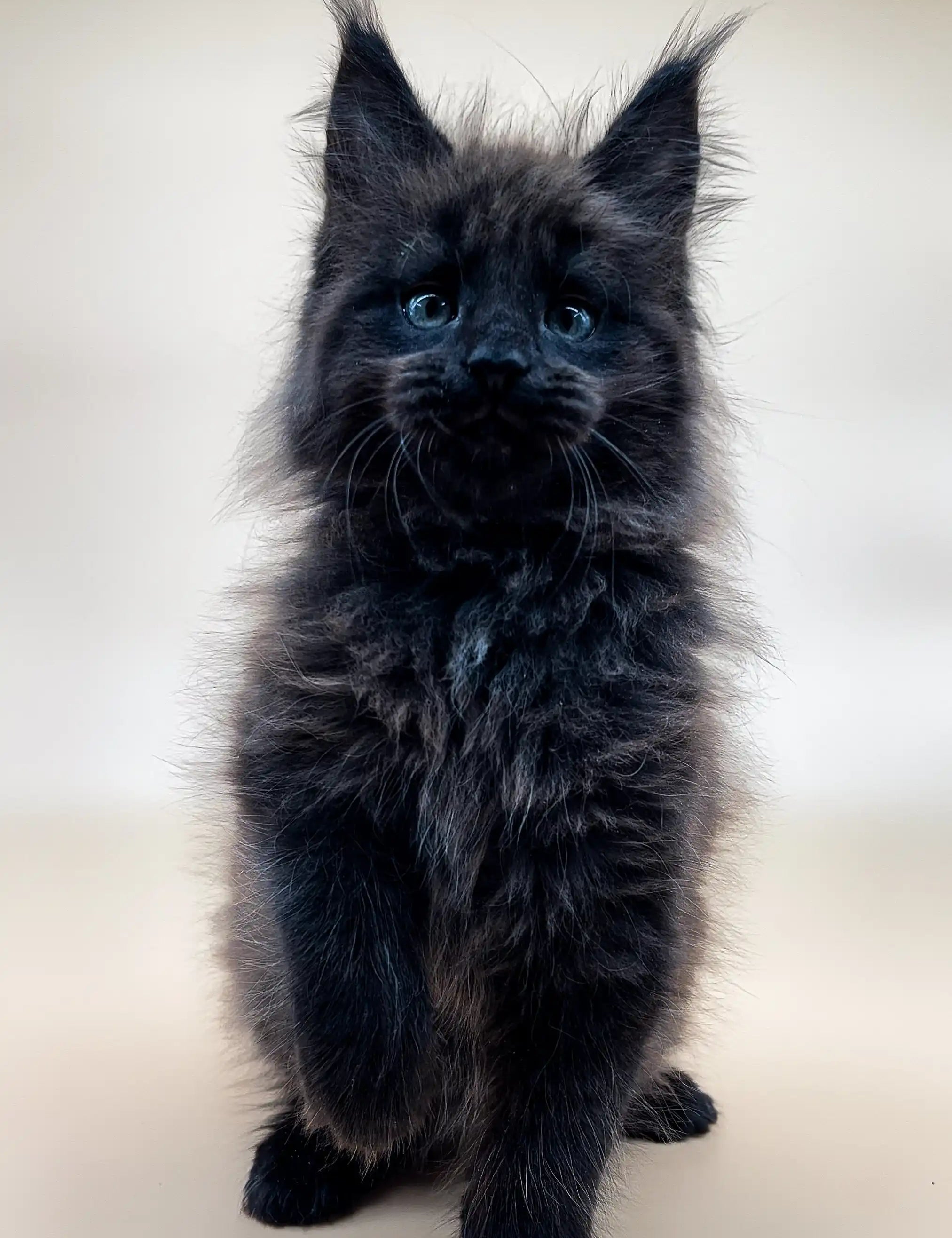 Maine Coon Kittens for Sale Smile | Kitten