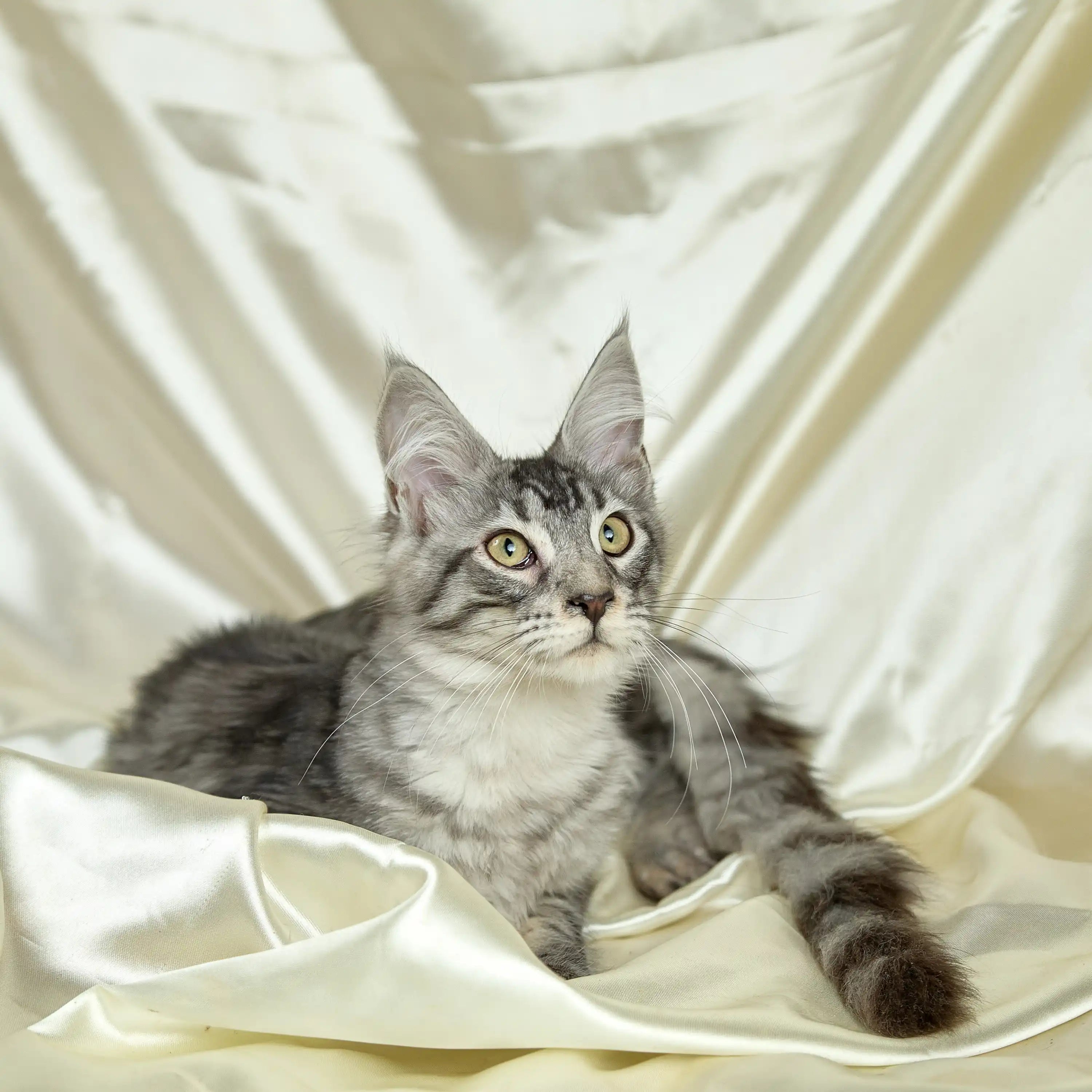 Maine Coon Kittens for Sale Smit | Kitten