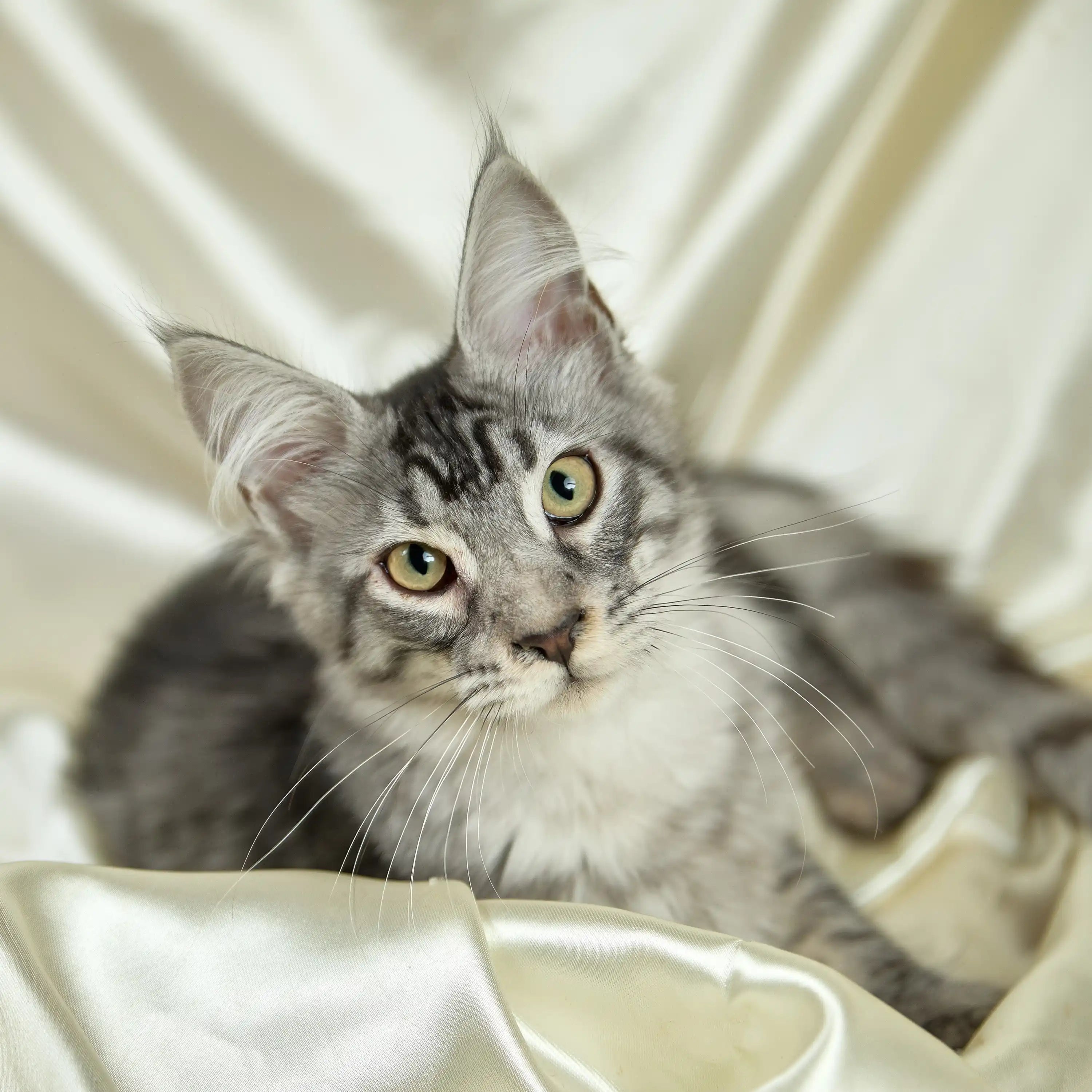 Maine Coon Kittens for Sale Smit | Kitten