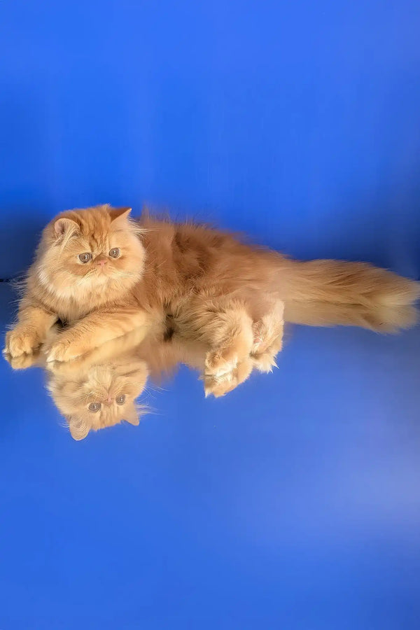 Smurfik | persian kitten