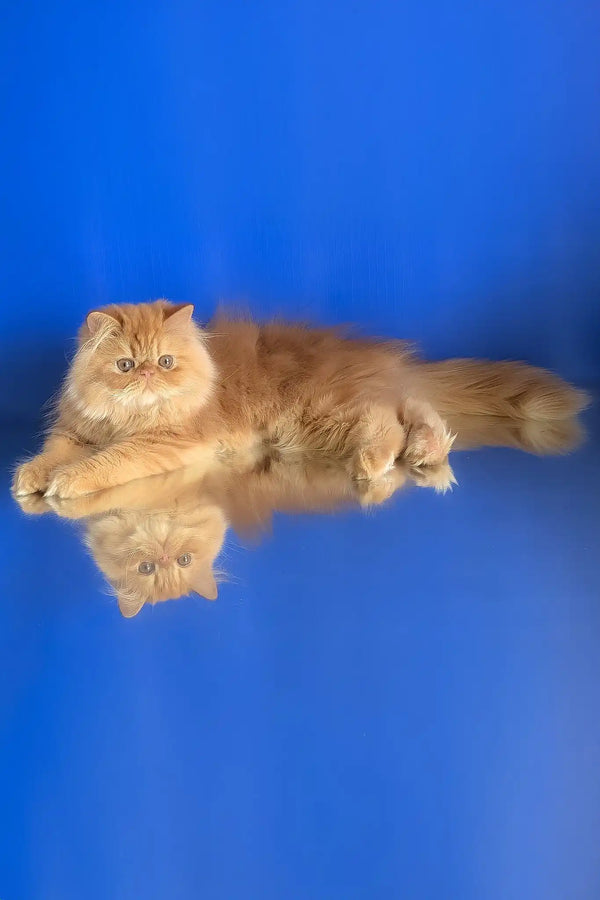 Smurfik | persian kitten