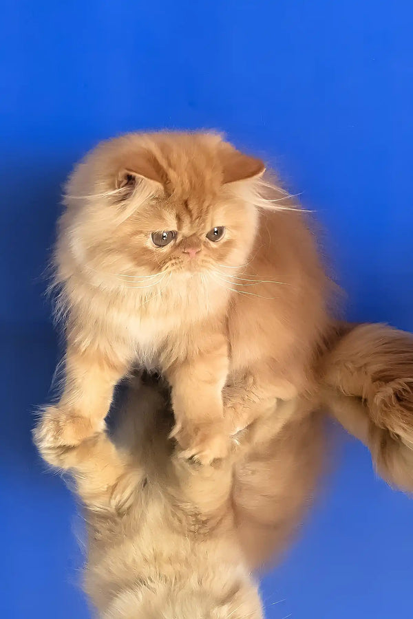 Smurfik | persian kitten