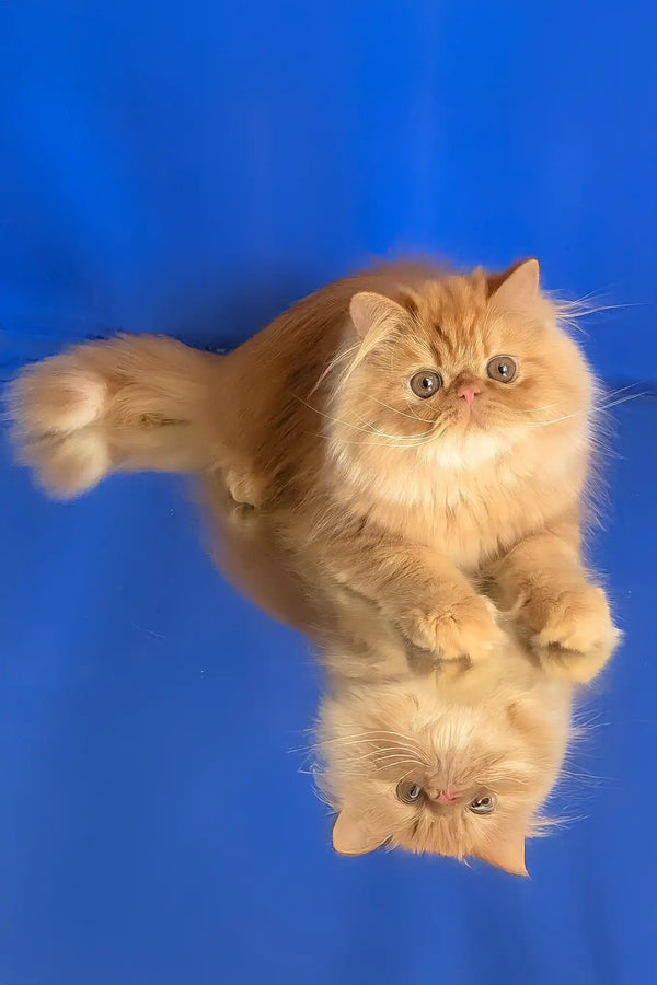 Smurfik | persian kitten