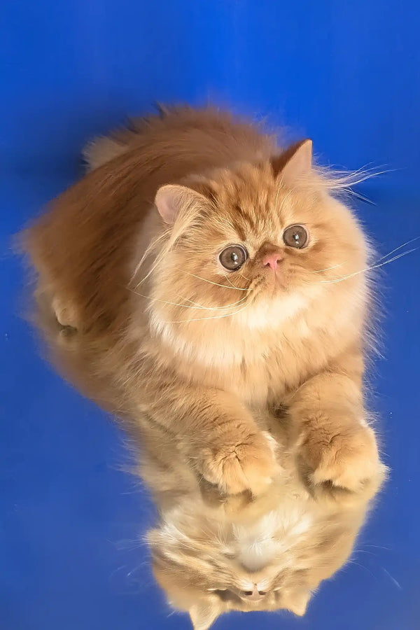 Smurfik | persian kitten