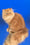 Smurfik | Persian Kitten