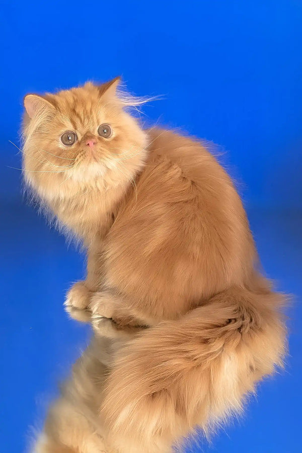 Smurfik | persian kitten
