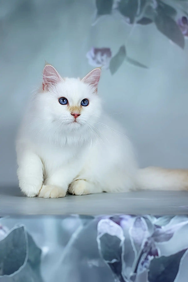 Snezhik | siberian kitten