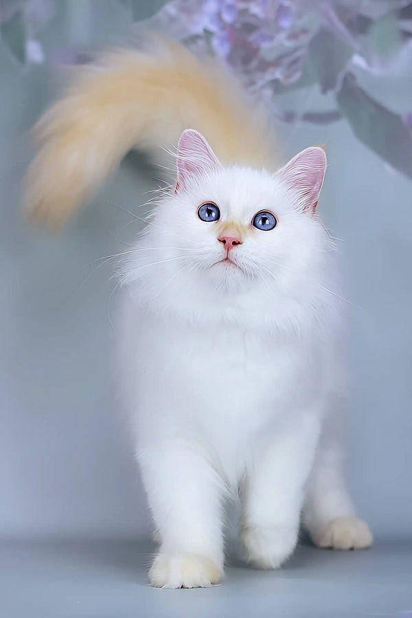 Snezhik | siberian kitten