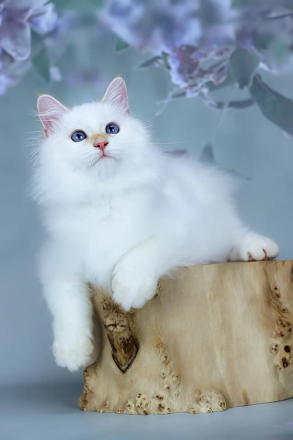 Snezhik | siberian kitten