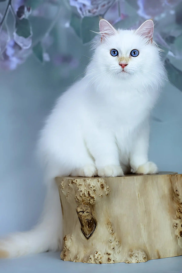 Snezhik | siberian kitten