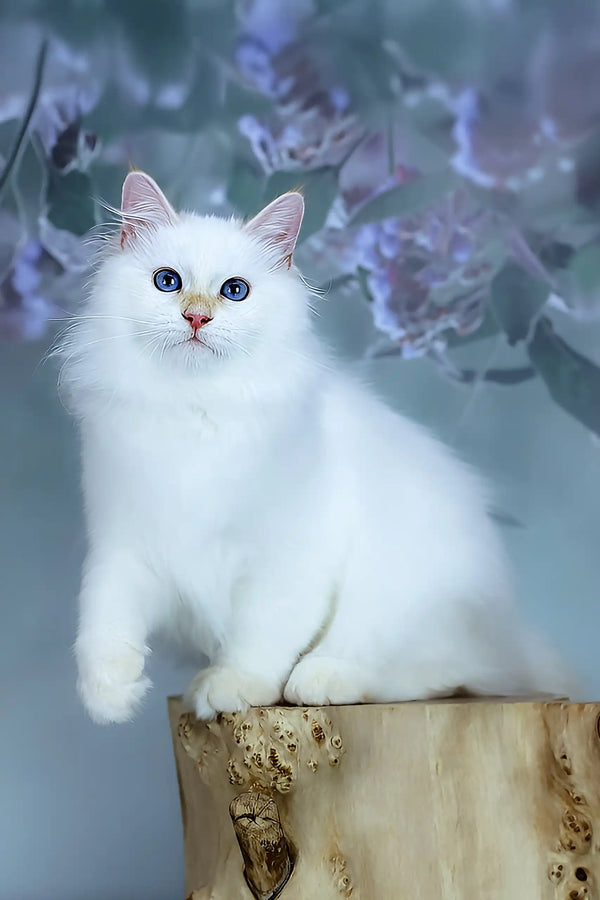 Snezhik | siberian kitten