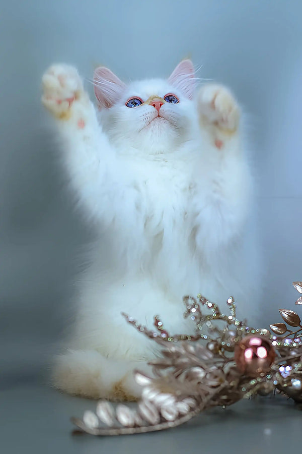 Snezhik | siberian kitten