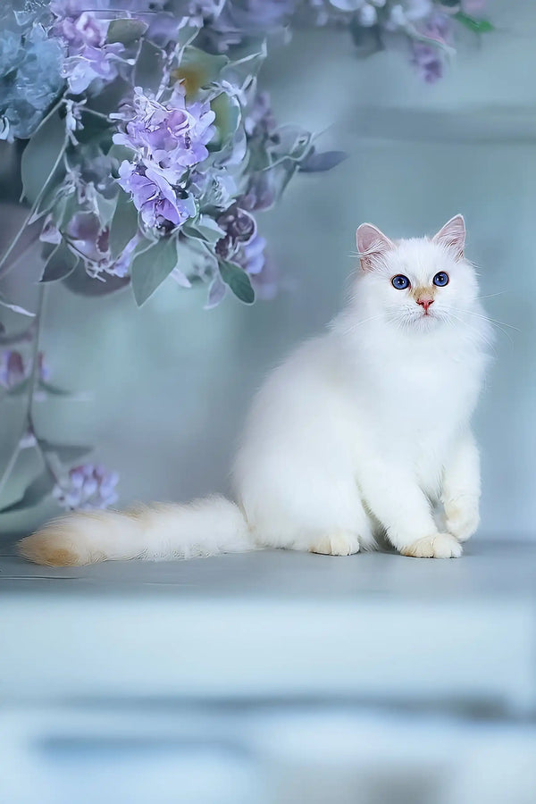 Snezhik | siberian kitten