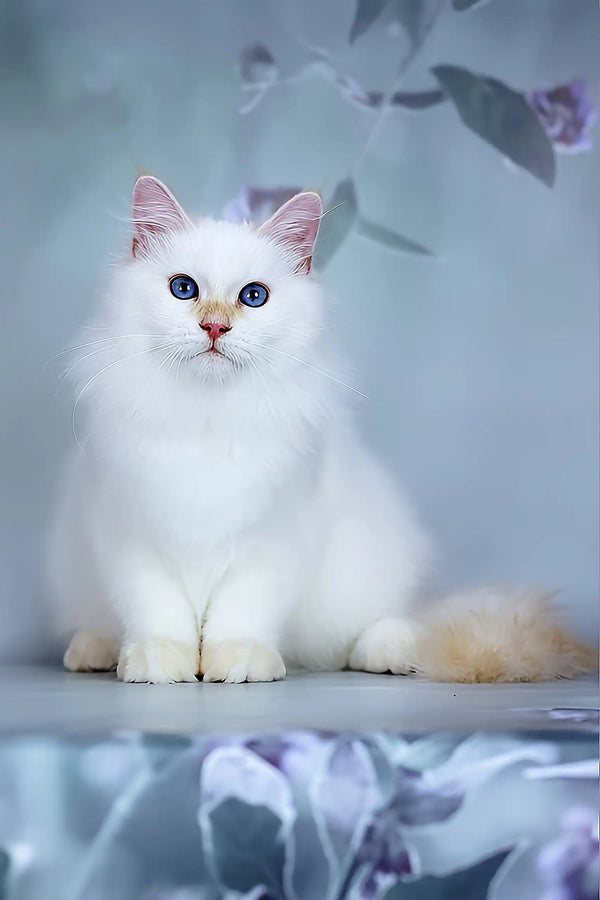 Snezhik | siberian kitten