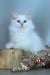Snezhik | siberian kitten