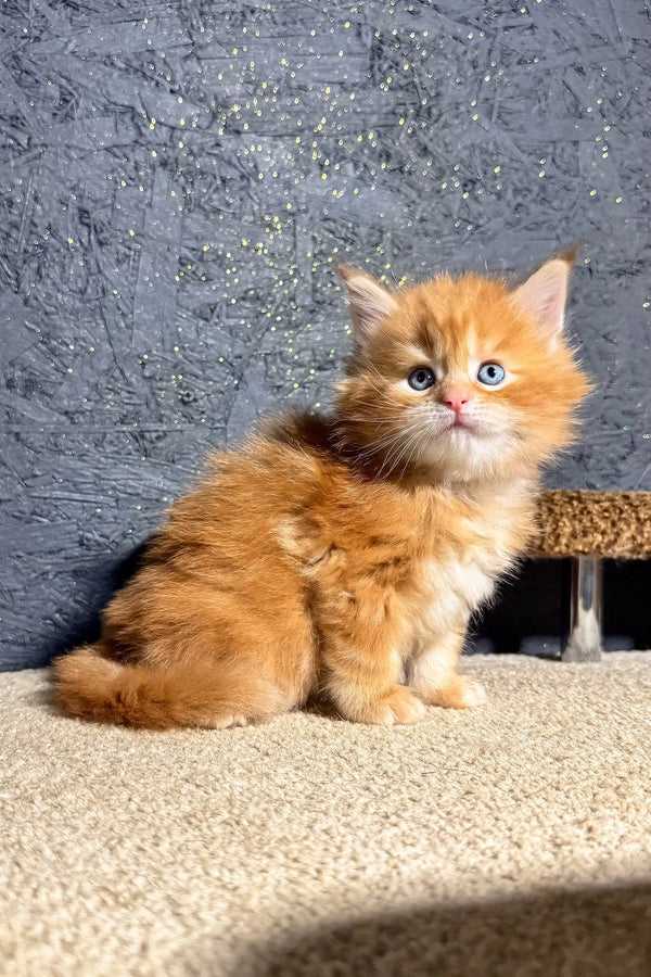 Fluffy ginger Maine Coon kitten with stunning blue eyes, perfect for any cat lover