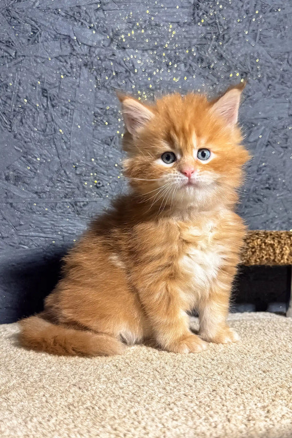 Fluffy orange Maine Coon kitten named Soborn with stunning blue eyes