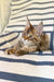 Cute Maine Coon kitten lounging on a stylish sofa, perfect for pet lovers