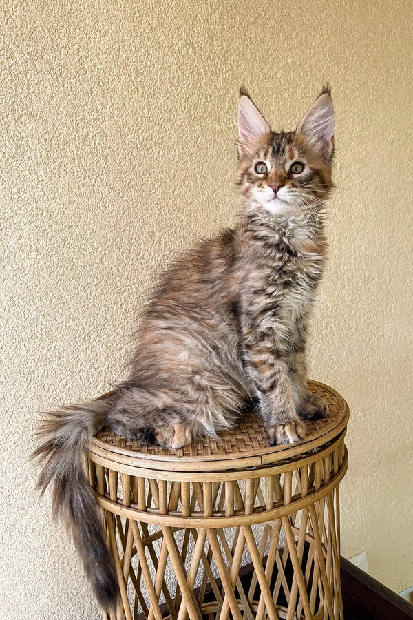 Maine Coon kitten lounging on a wicker stool next to a stylish sofa