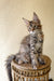 Gray tabby kitten lounging on a Maine Coon style sofa, looking super cute