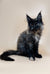 Long-haired black Maine Coon kitten with ear tufts for Sofi, your perfect coon companion