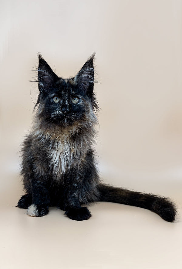 Long-haired Maine Coon kitten with piercing eyes sitting upright, adorable and playful