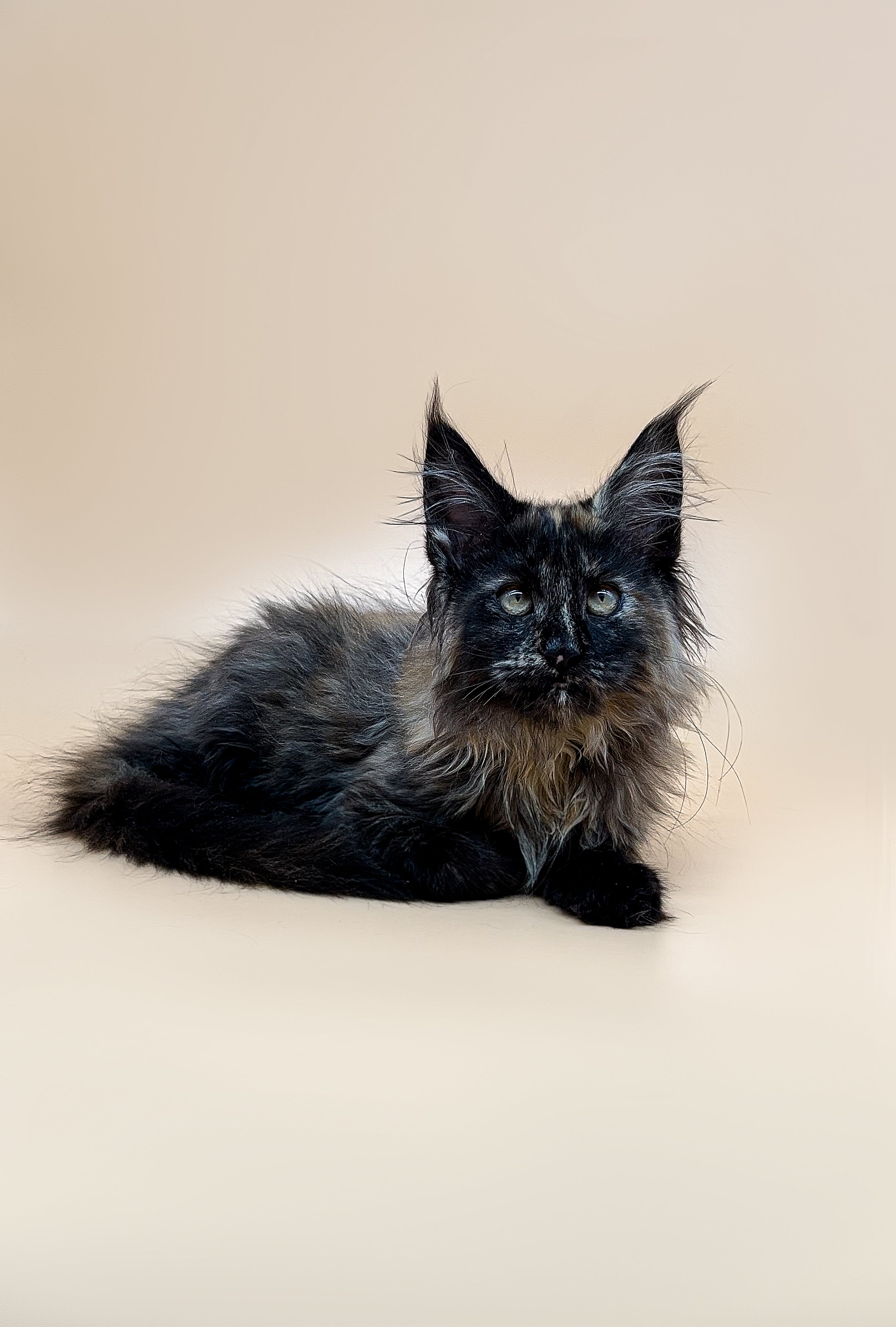 Maine Coon Kittens for Sale Sofi | Kitten