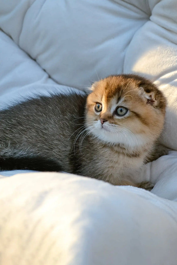 Sofi | scottish fold kitten