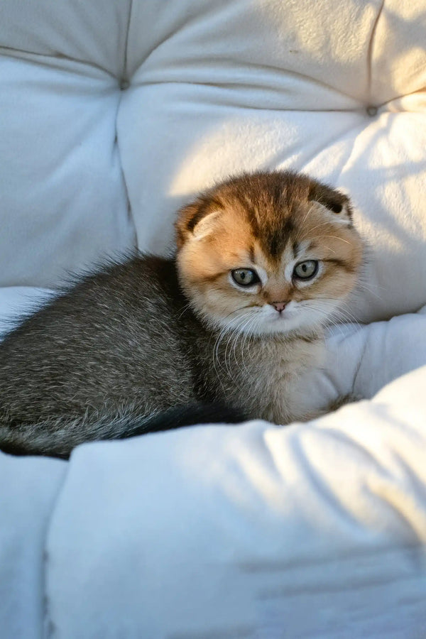 Sofi | scottish fold kitten