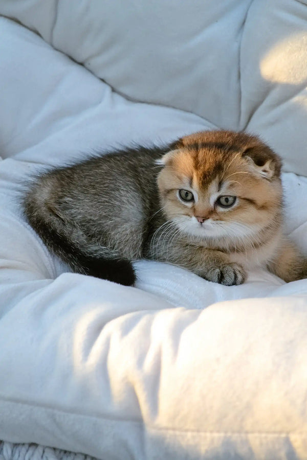 Sofi | scottish fold kitten