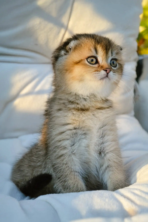Sofi | scottish fold kitten