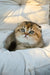 Sofi | scottish fold kitten