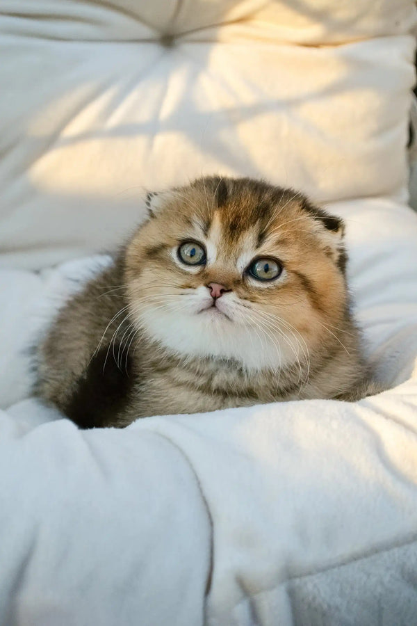 Sofi | scottish fold kitten