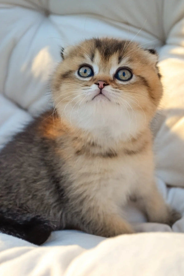 Sofi | scottish fold kitten