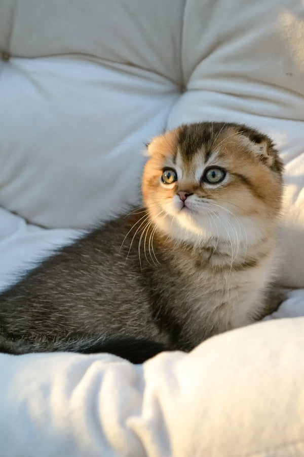 Sofi | scottish fold kitten