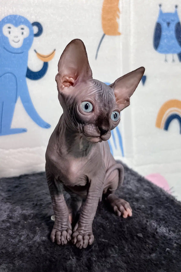 Adorable Hairless Sphynx kitten Sofia with big ears and wrinkled gray skin