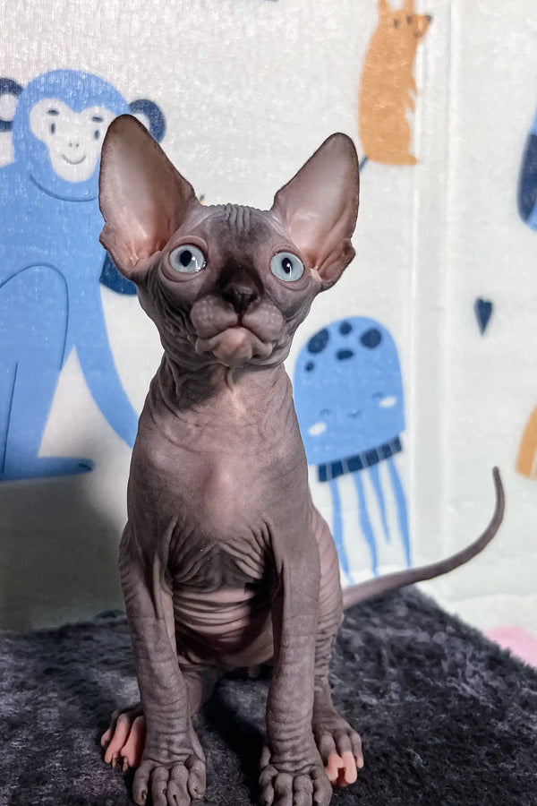 Cute Hairless Sphynx kitten Sofia with big ears and wrinkly skin for adoption