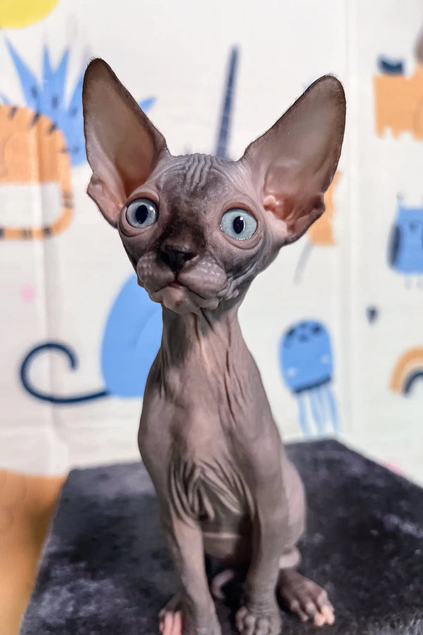 Hairless Sphynx kitten Sofia with blue eyes and big ears ready for cuddles