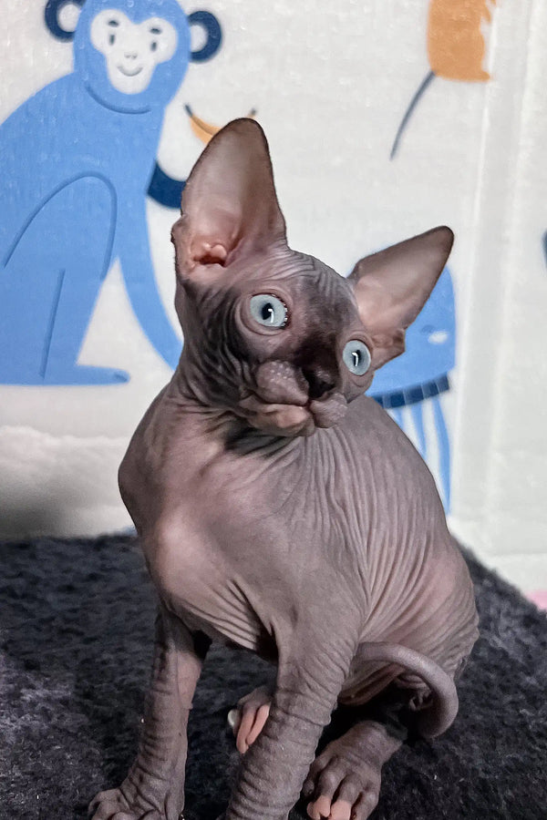 Adorable Hairless Sphynx Kitten Sofia with big ears and cute wrinkled skin