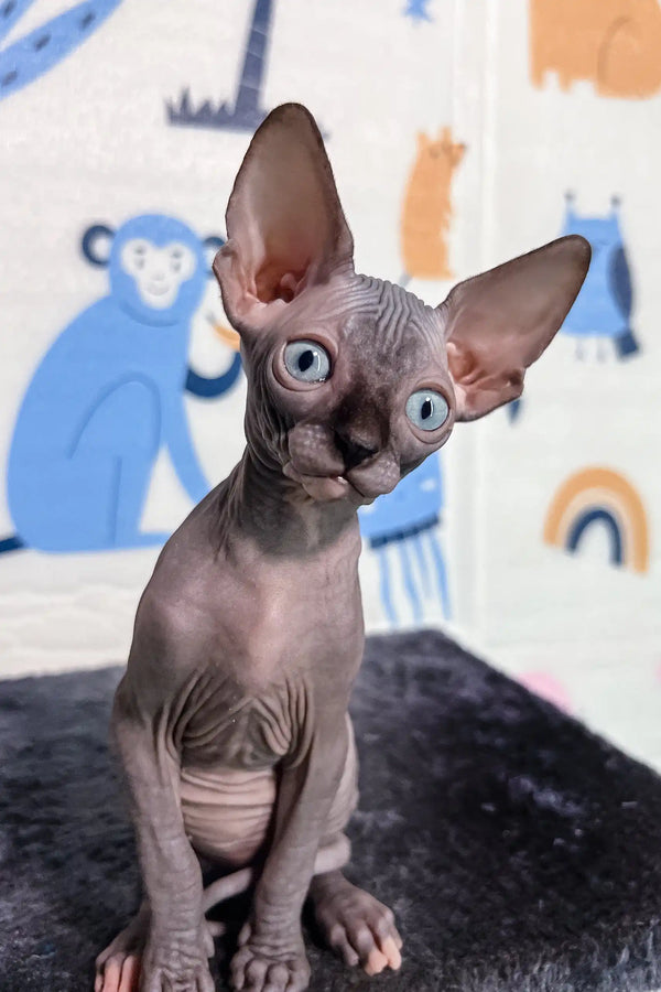 Sofia the Hairless Sphynx Kitten with blue eyes and big ears, super adorable cat!