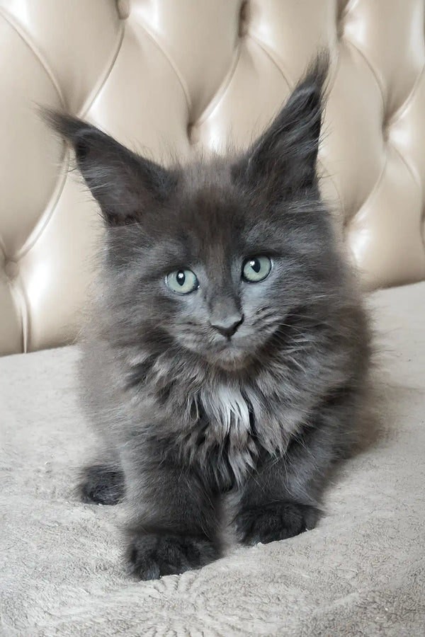 Sofia | maine coon kitten