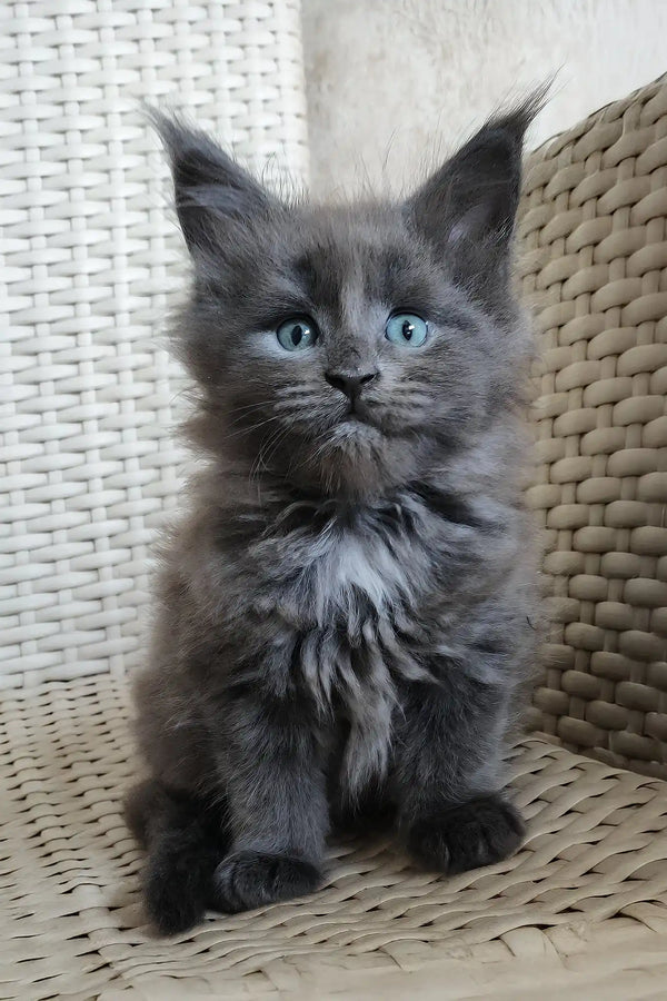 Sofia | maine coon kitten