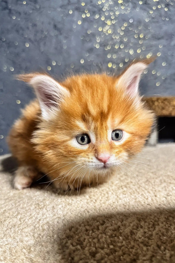 Cute ginger kitten named Sofia, a Maine Coon purring with personality