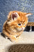 Adorable fluffy orange Maine Coon kitten named Sofia ready for a loving home
