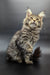 Fluffy Maine Coon kitten with long fur and alert expression looking up