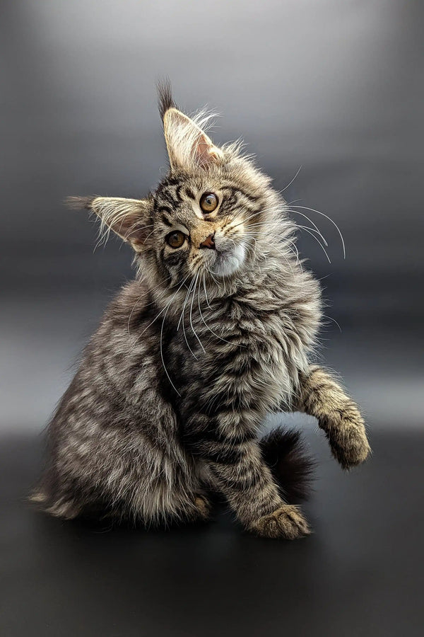 Cute fluffy Maine Coon kitten tilting head curiously in Sofia product image